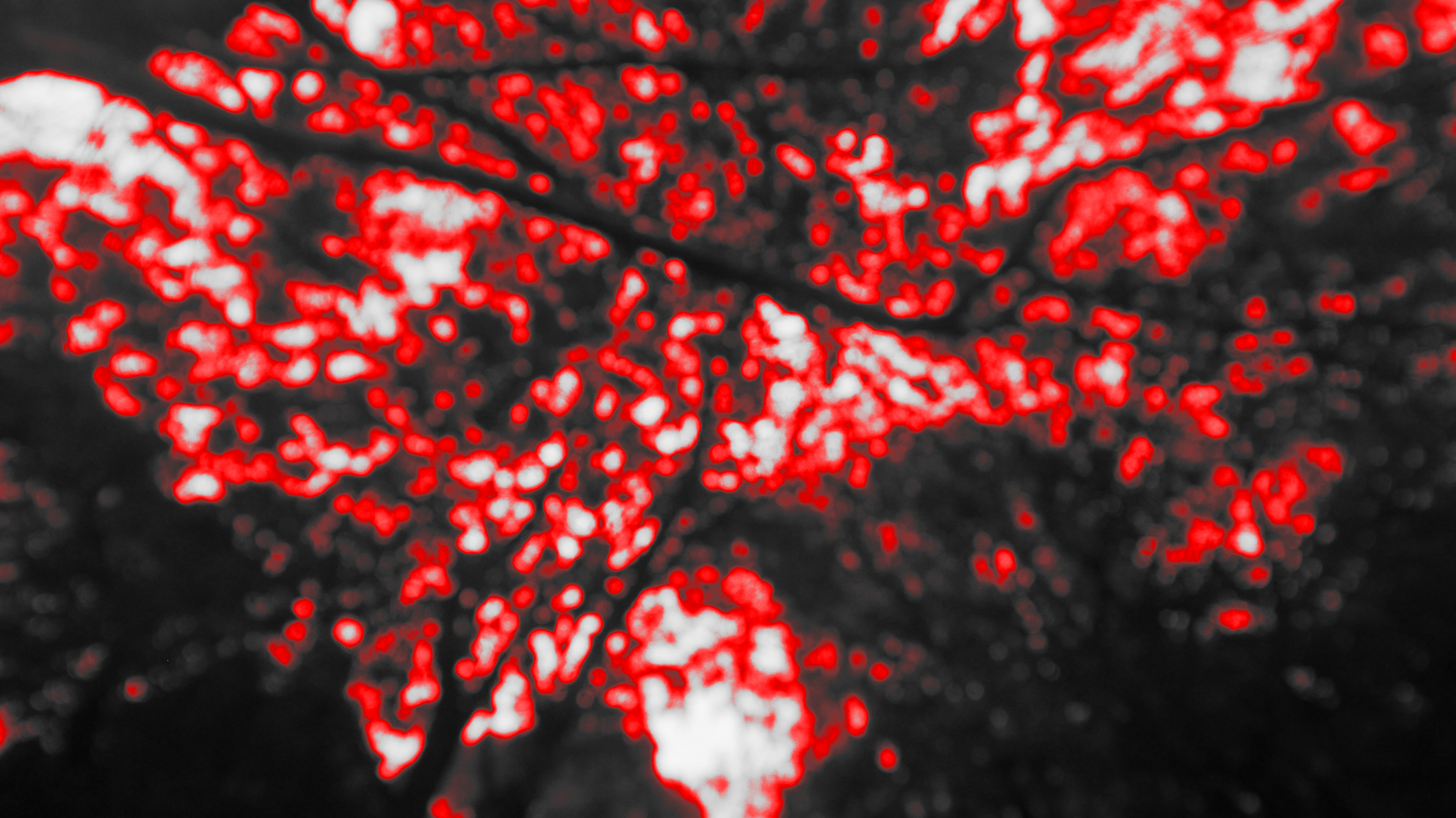 Same trees blurred, white and red